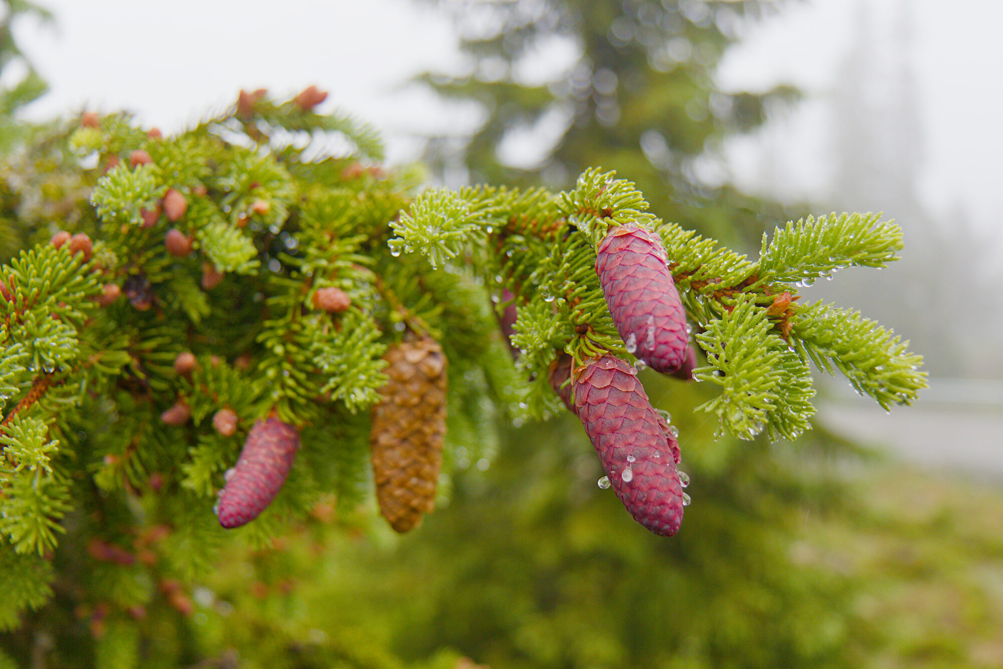 Granblomstring_2023