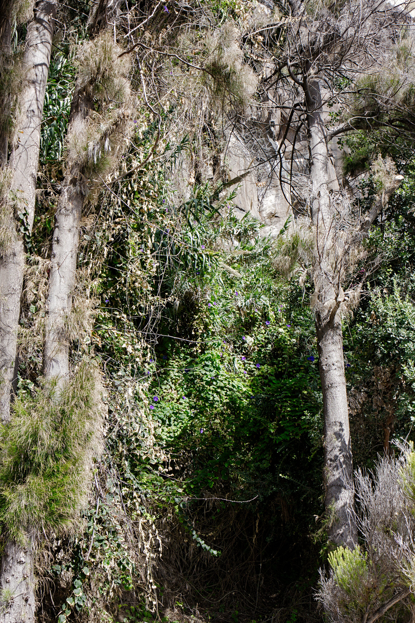 Madeira_2018
